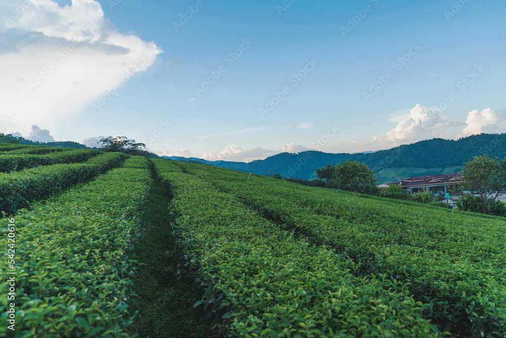 Green tea plantation at Chiangrai, Thailand Green tea plantation at Chiangrai, Thailand