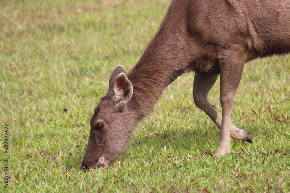 Wild deer are eating grass in the meadow Wild deer are eating grass in the meadow