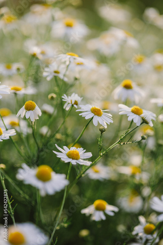 Blooming daisies close-up on a chamomile summer field