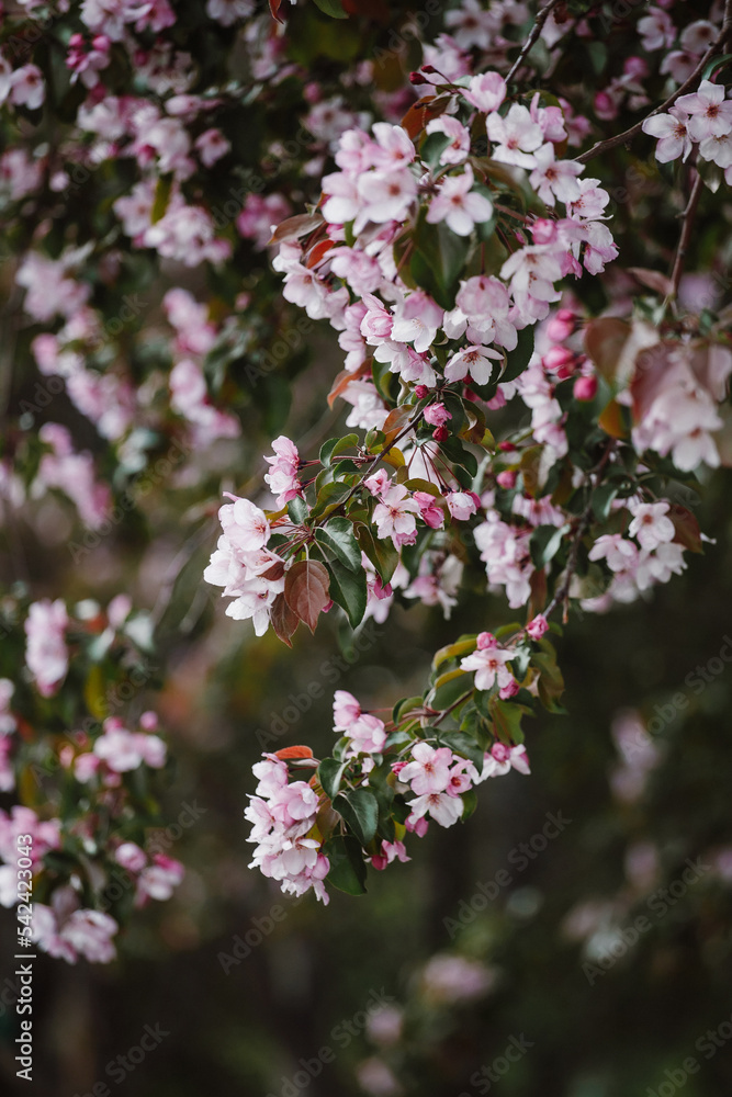 Delicate pink flowers of an apple tree in a spring garden. close-up Delicate pink flowers of an apple tree in a spring garden. close-up
