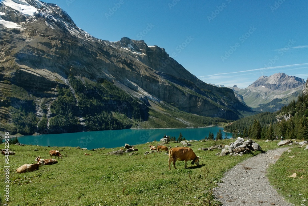 Picturesque mountain lake in Oeschinen in the swiss alps, with grazing cows on a sunny day