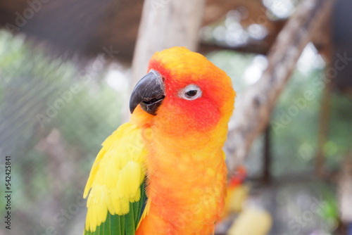 beautiful sun conure parrot Psittaciformes. © krongthip