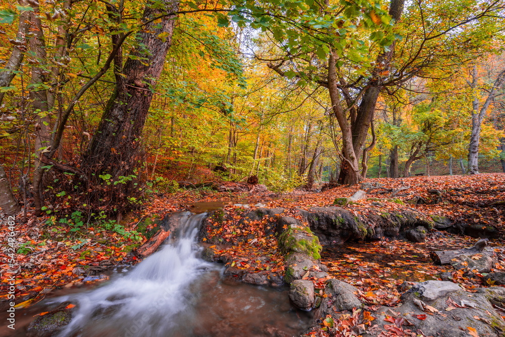 Autumn creek woodland with sunny yellow trees foliage rocks in forest mountain. Idyllic travel hiking landscape, beautiful seasonal autumn nature. Amazing dream scenic colorful outdoor inspire nature Autumn creek woodland with sunny yellow trees foliage rocks in forest mountain. Idyllic travel hiking landscape, beautiful seasonal autumn nature. Amazing dream scenic colorful outdoor inspire nature