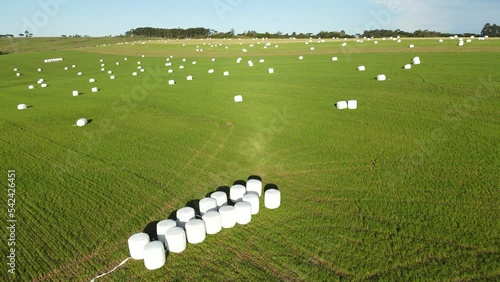 Haylage roll silage wrapped with plastic film in the field, aerial view photo