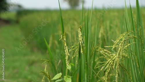 Paddy has grown in the field. photo