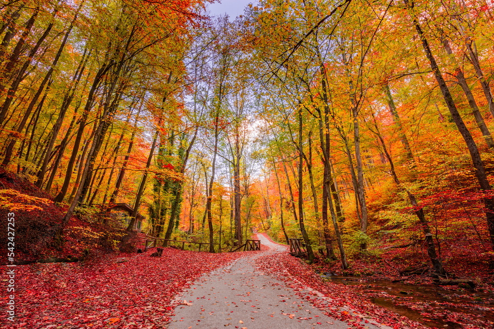 Colorful dream trees leaves and footpath road in autumn landscape. Deep in the forest trail and autumn colors magnificent view. Majestic beautiful sunny walk. Picturesque path in autumn forest nature