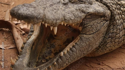 Closeup of nile crocodile with open mouth 4K