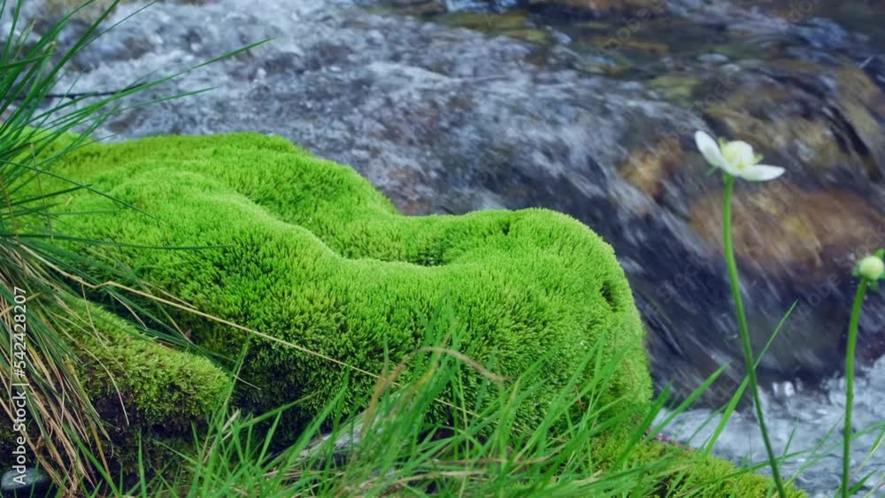 Beautiful green moss and grass on the bank of swift mountain stream. Close-up, selective focus. Clean planet, ecology concept. Beautiful green moss and grass on the bank of swift mountain stream. Close-up, selective focus. Clean planet, ecology concept.