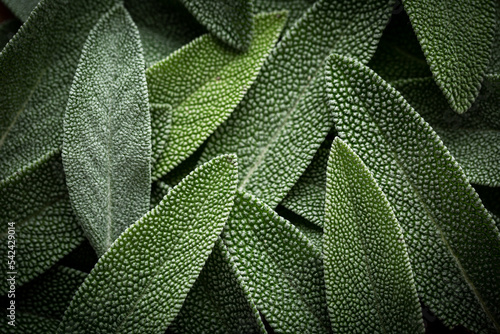 Foto Close up of sage leaves background image