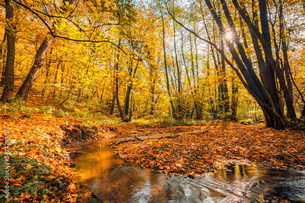 Autumn creek woodland with sunny yellow trees foliage rocks in forest mountain. Idyllic travel hiking landscape, beautiful seasonal autumn nature. Amazing dream scenic colorful outdoor inspire nature Autumn creek woodland with sunny yellow trees foliage rocks in forest mountain. Idyllic travel hiking landscape, beautiful seasonal autumn nature. Amazing dream scenic colorful outdoor inspire nature