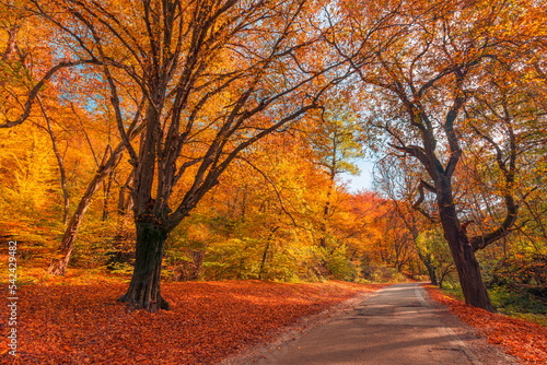 Colorful dream trees leaves and footpath road in autumn landscape. Deep in the forest trail and autumn colors magnificent view. Majestic beautiful sunny walk. Picturesque path in autumn forest nature