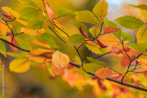 Beautiful nature closeup. Gold orange fall leaves in park  autumn natural background on peaceful blurred foliage. Relaxing nature leaves  colors. Serene tranquil sunshine abstract forest landscape