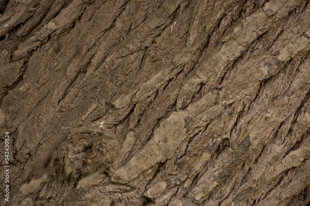 Tree trunk old plant natural texture Tree trunk old plant natural texture