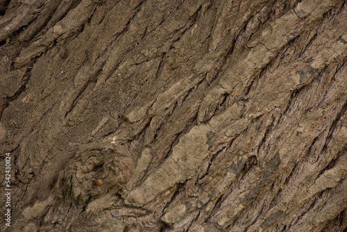 Tree trunk old plant natural texture