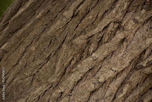 Tree trunk old plant natural texture