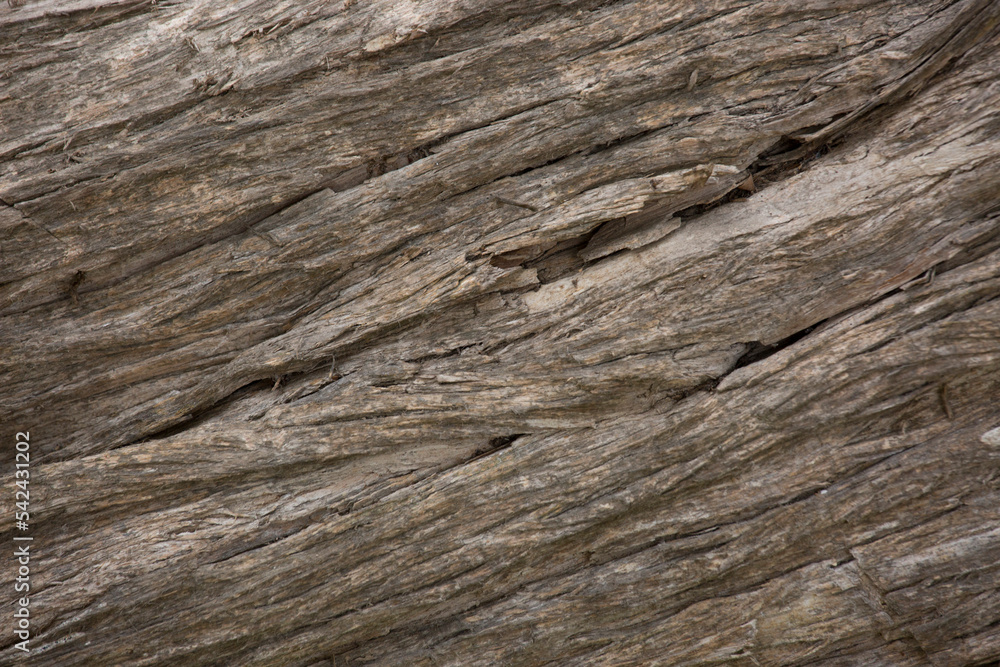 Tree trunk old plant natural texture Tree trunk old plant natural texture