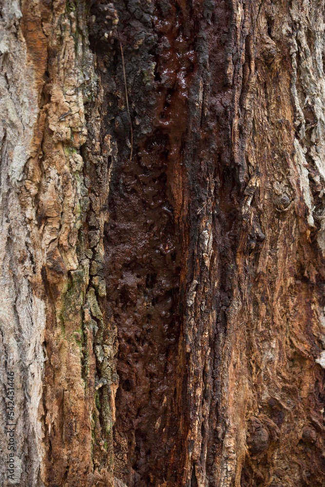 Tree trunk old plant natural texture Tree trunk old plant natural texture