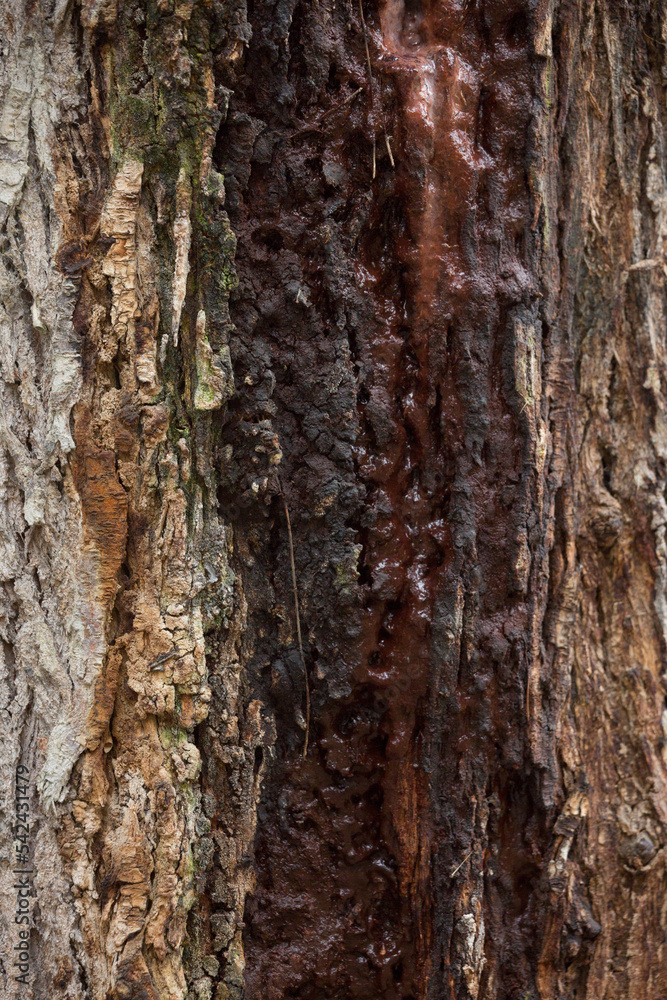 Tree trunk old plant natural texture Tree trunk old plant natural texture