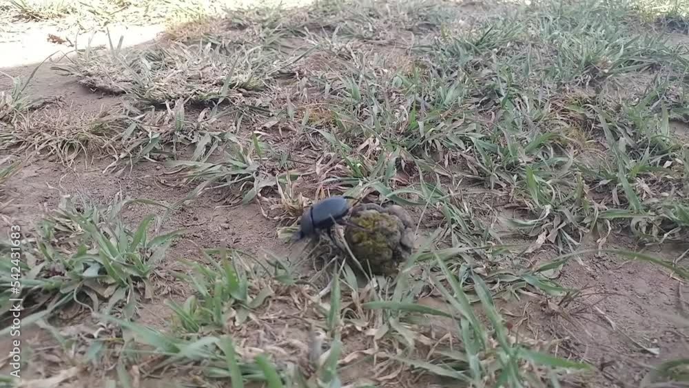 Dung Beetles rolling a ball of dung on grass
Serengeti National Park, Tanzania, 2022
Dung Beetles rolling a ball of dung on grass
Serengeti National Park, Tanzania, 2022