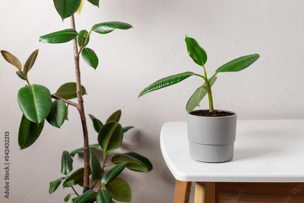 young ficus elastic plant near ficus tree. House potted plant with big green leaves. gardening at home young ficus elastic plant near ficus tree. House potted plant with big green leaves. gardening at home