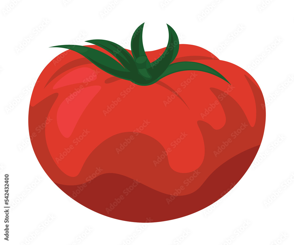 tomato illustration