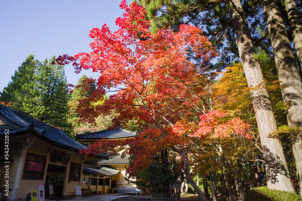 高野山の紅葉