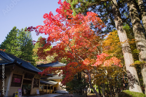 Obraz na płótnie 高野山の紅葉 w salonie