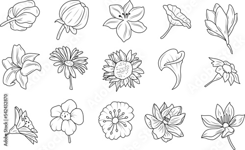 Hand drawn flowers clipart, vector illustration. Outline flowers clipart, Line art flowers clipart.