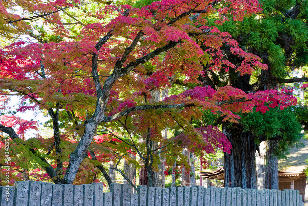 高野山の紅葉