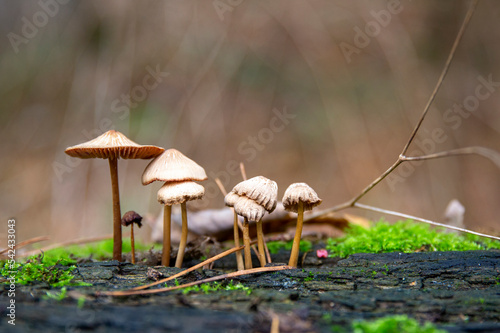 Mycena galopus photo