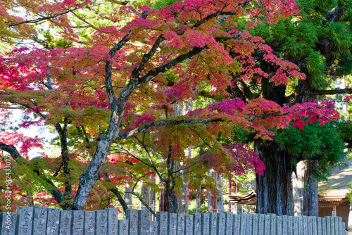 Obraz na płótnie 高野山の紅葉 w salonie