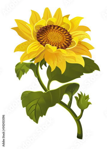 Illustration Beautiful sunflower flower. Vector
