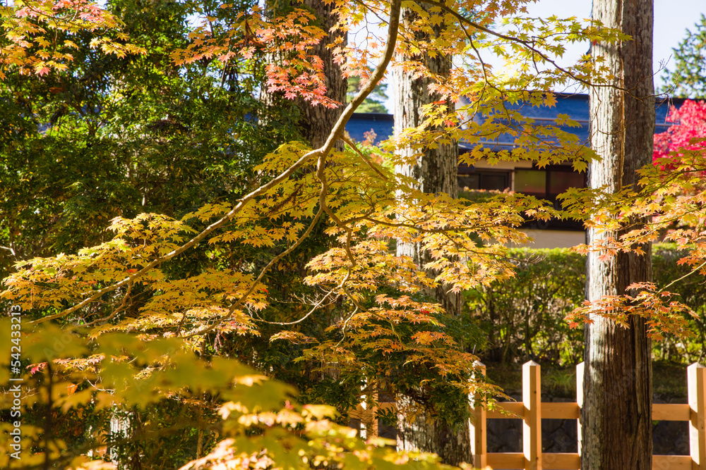 高野山の紅葉