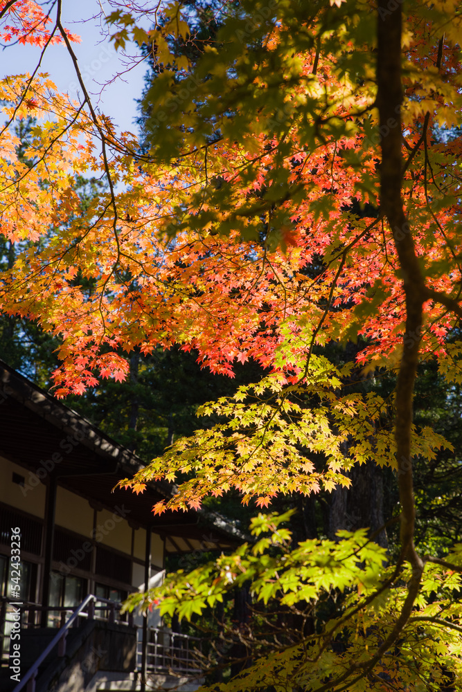 高野山の紅葉