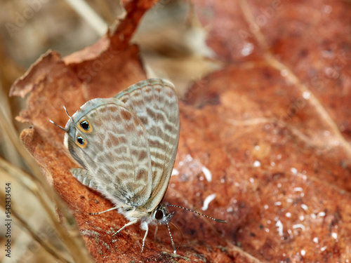 Common Blue Complex butterfly. Lang's Short-tailed Blue. Leptotes pirithous  photo