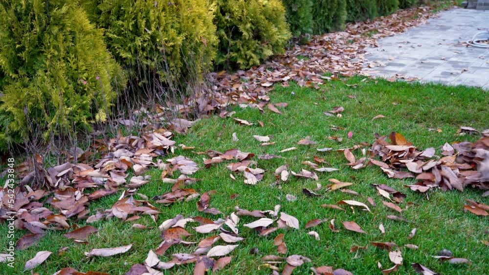Cleaning of fallen dry leaves from the lawn with rake gardening work tool in the autumn in the backyard Cleaning of fallen dry leaves from the lawn with rake gardening work tool in the autumn in the backyard