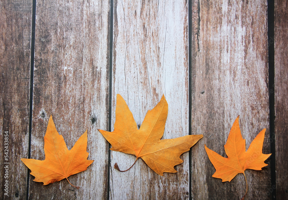 Obraz premium dry orange maple leaves on a wooden background