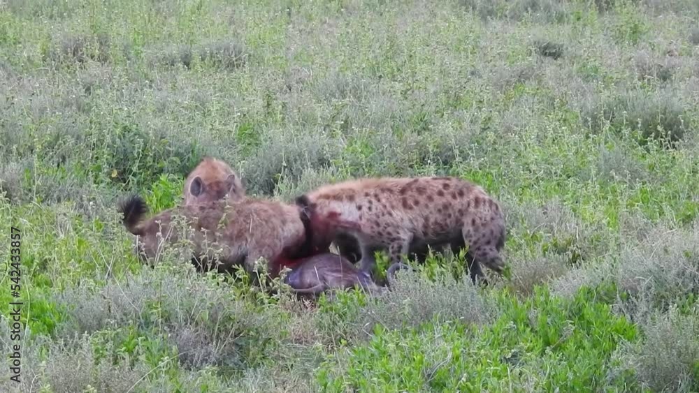 Spotted Hyenas devouring a blue wildebeest calf carcass, Tanzania
Serengeti National Park, Tanzania, 2022
Spotted Hyenas devouring a blue wildebeest calf carcass, Tanzania
Serengeti National Park, Tanzania, 2022