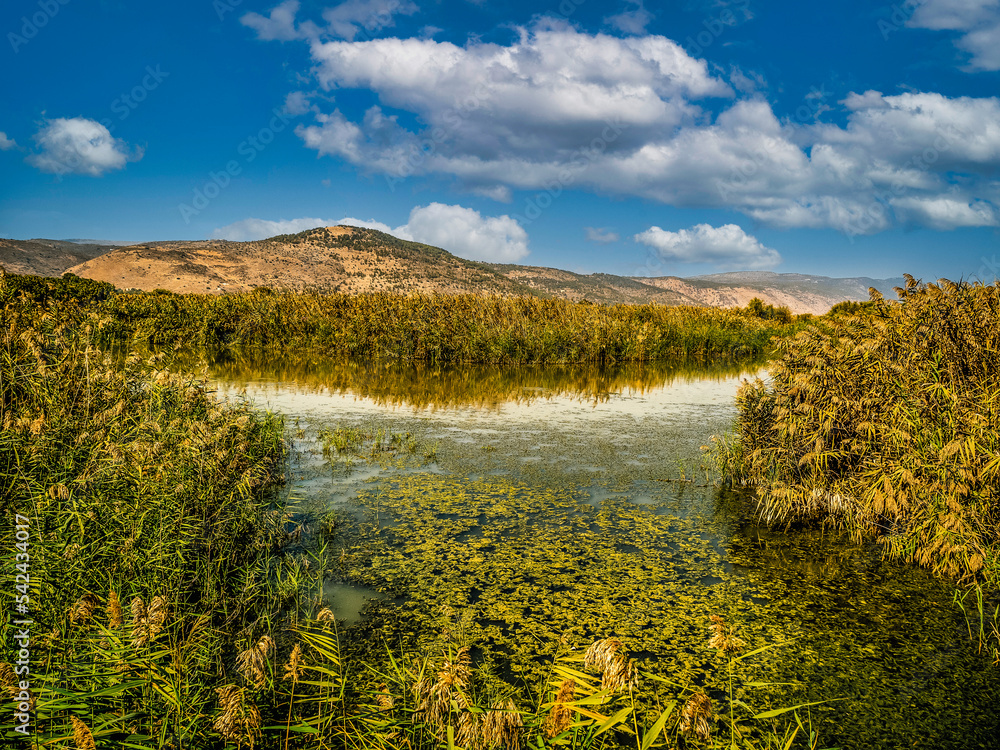 Agamon Hula - Israel nature and wildlife Agamon Hula - Israel nature and wildlife