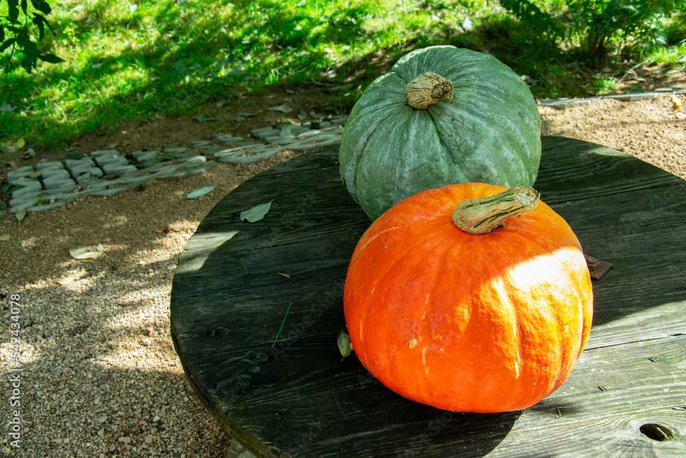 Orange and green pumpkin. Autumn season, sunny day