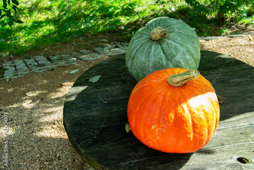 Obraz na płótnie Orange and green pumpkin. Autumn season, sunny day w salonie