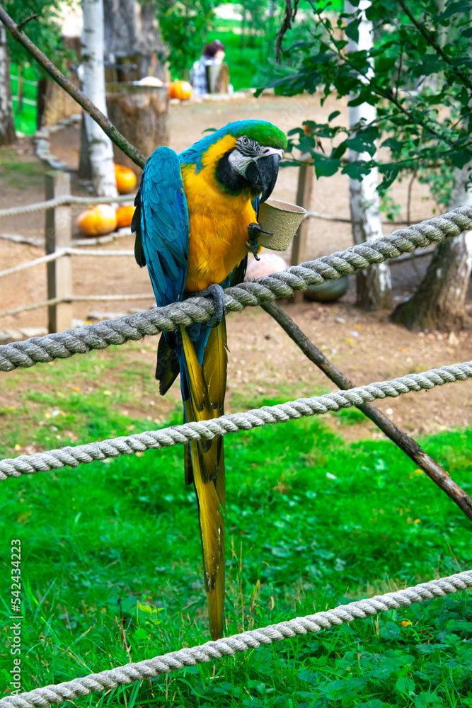 Ara the parrot poses with food. The parrot eats. Colorful bird