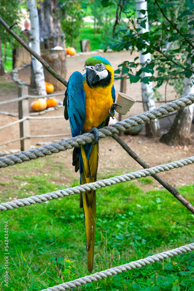 Ara the parrot poses with food. The parrot eats. Colorful bird