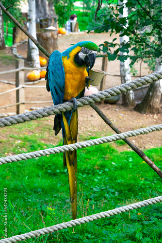 Obraz na płótnie Ara the parrot poses with food. The parrot eats. Colorful bird w salonie