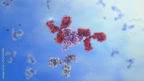 Immune response - Antibody attacks Antigen