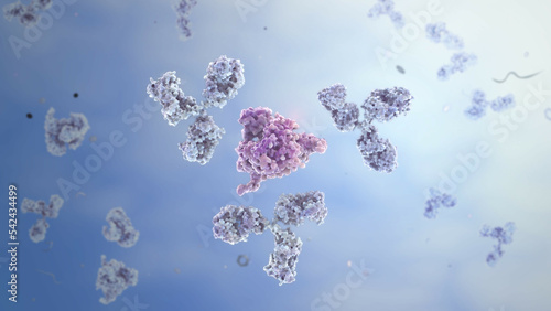 Immune response - Antibody attacks Antigen