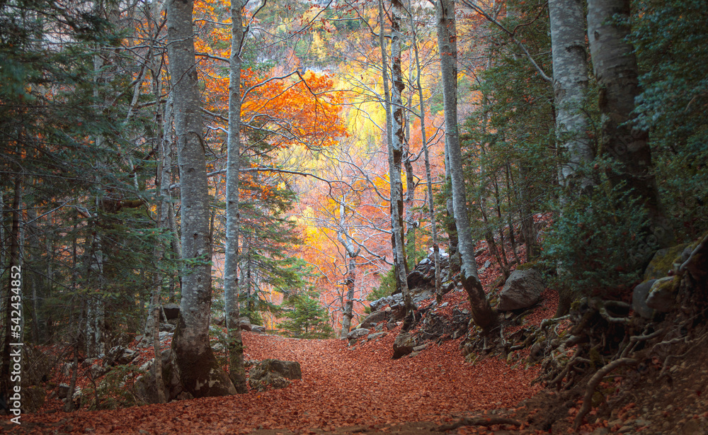 Path in a beech forest covered with dry leaves in autumn in the Ordesa y Monte Perdido National Park in Huesca, Spain