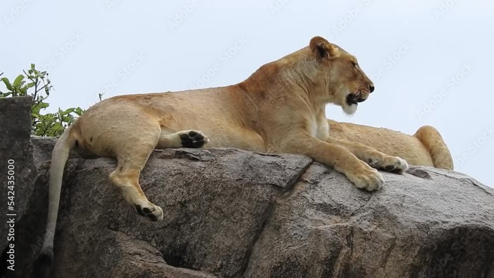 Lioness resting on a kopje top, Tanzania
Lioness resting on a kopje top, Serengeti National Park, Tanzania, 2022
Lioness resting on a kopje top, Tanzania
Lioness resting on a kopje top, Serengeti National Park, Tanzania, 2022