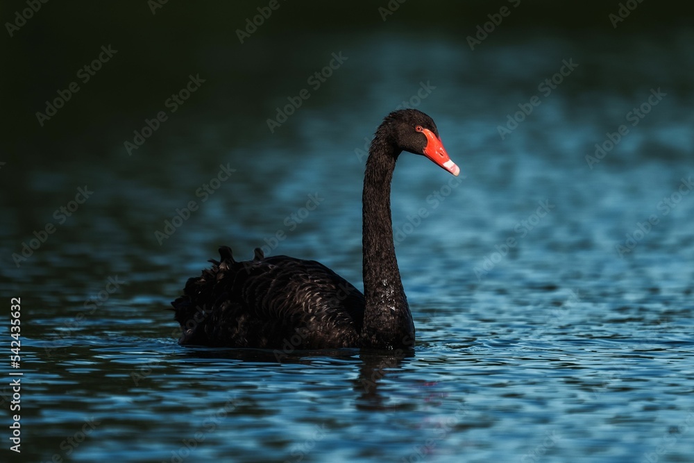 Obraz premium Fantastic shot of a black swan (Cygnus atratus) swimming in a lake