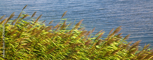 Green reeds in clear windy weather in summer, beautiful calm lakeside © serdarerenlere